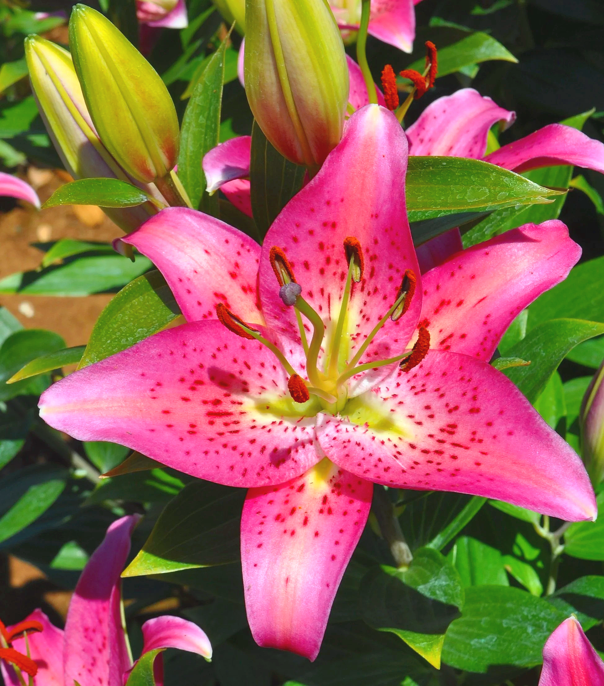 Mak-Leek Specials — The Lily Garden